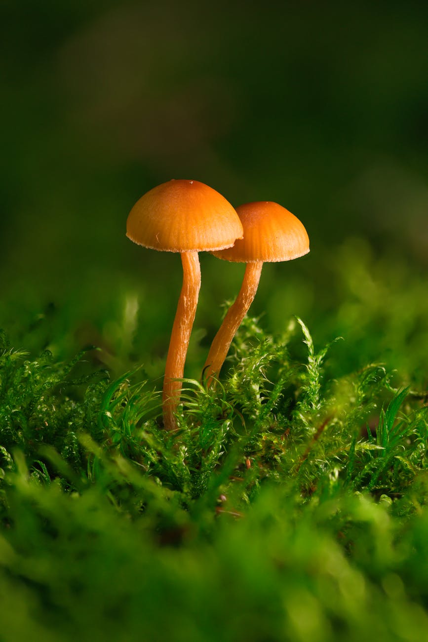 Consultoría Ambiental.
Trámite y gestión de Licencias Ambientales.
Salud y Seguridad Ocupacional.
Cumplimiento de leyes y normativas.
Control, Seguimiento y Vigilancia Ambiental.
Capacitaciones Ambientales.
Cursos Ambientales.
Elaboración de Planos.